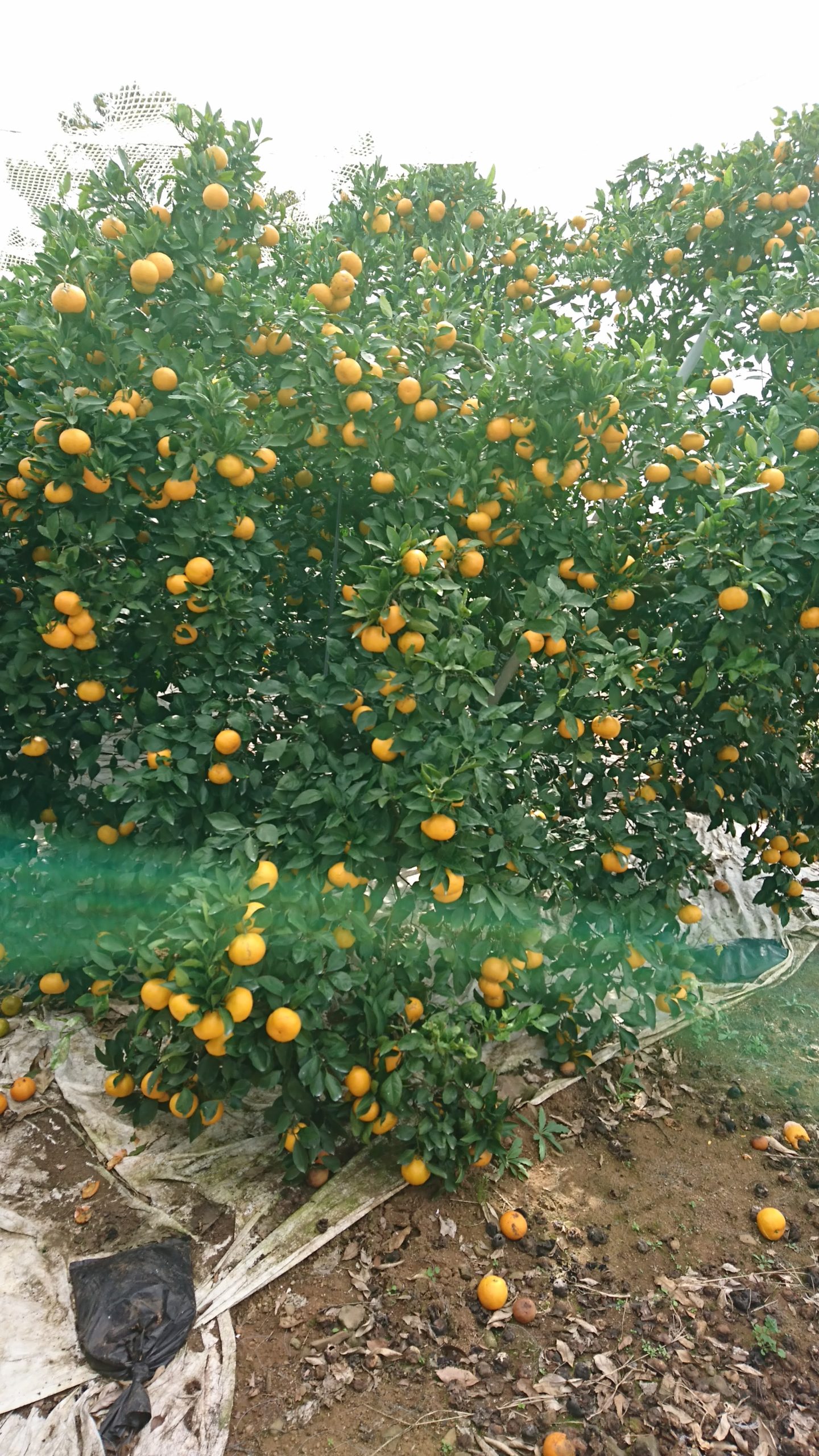 農業の労働時間ってどのくらい？　～農家が語る真実～